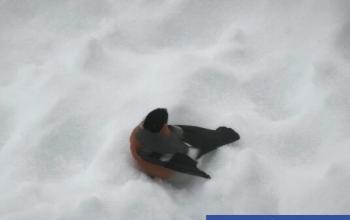 9 февраля в Тюмени пойдет снег