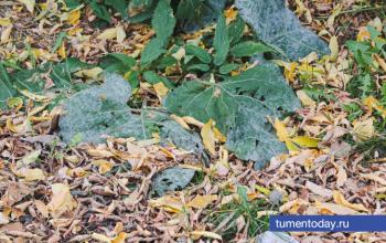 Как применять золу на дачном участке, рассказала садовод Нина Щербакова