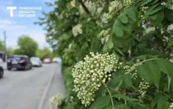 В Тюмени 23 мая ожидается до +24°C и небольшой дождь