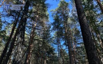 В России запускают природоохранный проект «Земля медведя»