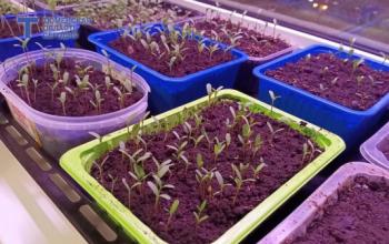 Тюменский эксперт рассказала, как не загубить рассаду подкормкой