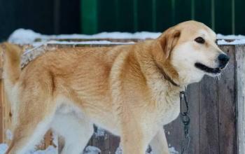 В приюте Тобольска опровергли массовую гибель собак