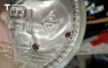В Тюменской области с начала сезона клещи укусили 952 человека