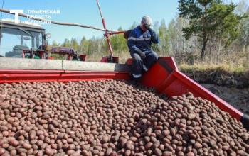 Тюменские аграрии убрали 42% зерновых и ускорили темпы по картофелю