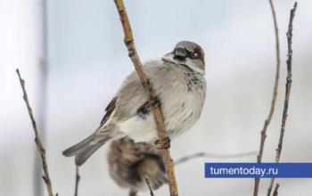 В Тюмени 10 декабря потеплеет до -12 градусов