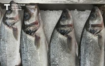 Зараженная рыба в реках Тюменской области: чем опасен улов и кто в зоне риска