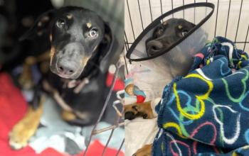 Тюменский психолог объяснила причины жестокого обращения с животными