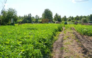 Заросли борщевика убрали из перечня оснований для изъятия участка