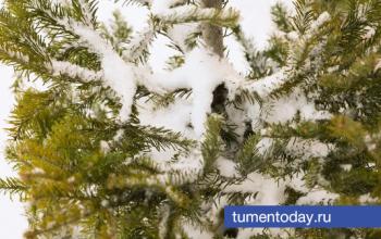 14 января тюменцев ждет мороз до -33 градусов