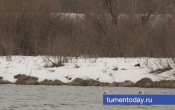 Семейство лебедей спасено от морозов в Свердловской области