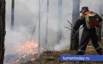 В 2025 году в Тюменской области добились рекордных показателей в борьбе с лесными пожарами