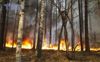 2600 человек и 1300 машин готовы бороться с лесными пожарами в этом сезоне
