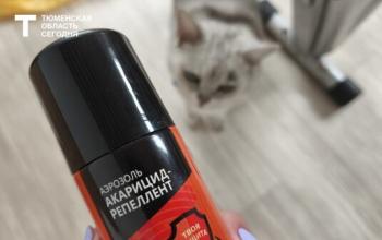 Клещи не дремлют: репеллент или акарицид – что спасет в тюменских лесах?