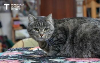 Владельцы кошек жалуются на опасную вакцину