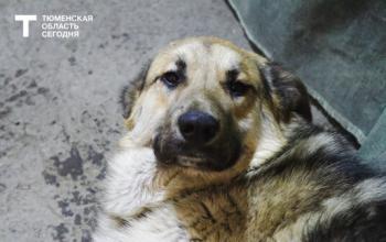 Вакцина «Мультикан-8»: возбуждено уголовное дело из-за подложного паспорта качества