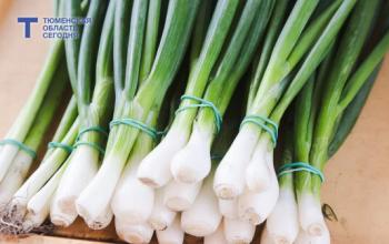 Тюменский агроном рассказал, как вырастить репчатый лук из семян