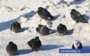 12 декабря в Тюмени будет -7 и пасмурно 