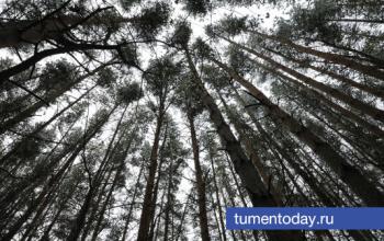 Житель Тюменской области незаконно вырубил деревья почти на 116 тысяч рублей