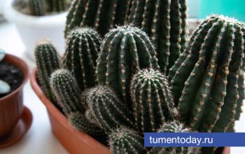 Почему не цветут кактусы? Любителям растений дали четкую инструкцию