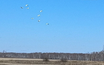 В Бердюжский округ после зимовки вернулись лебеди-кликуны