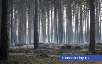 В Тюменской области ужесточат борьбу с нелегальной заготовкой древесины