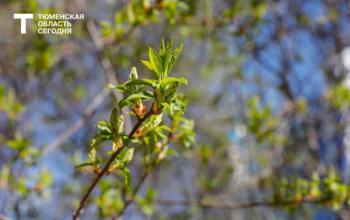 28 апреля в Тюмени и области ожидается аномально теплая погода