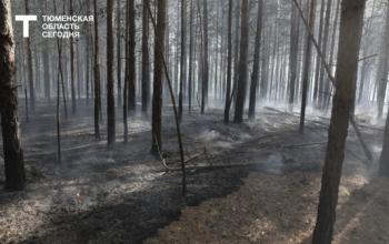  В Тюменской области локализован один лесной пожар