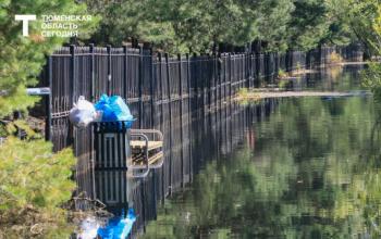 В Тюмени третий день очищают озеро Круглое от погибшей рыбы