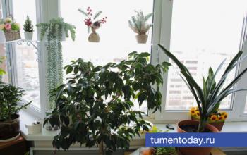 Тюменцам рассказали, как спасти комнатные растения от белого налета в цветочных горшках