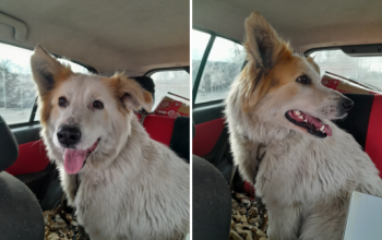 Под Екатеринбургом спасли собаку, которую неизвестные привязали к ж/д путям