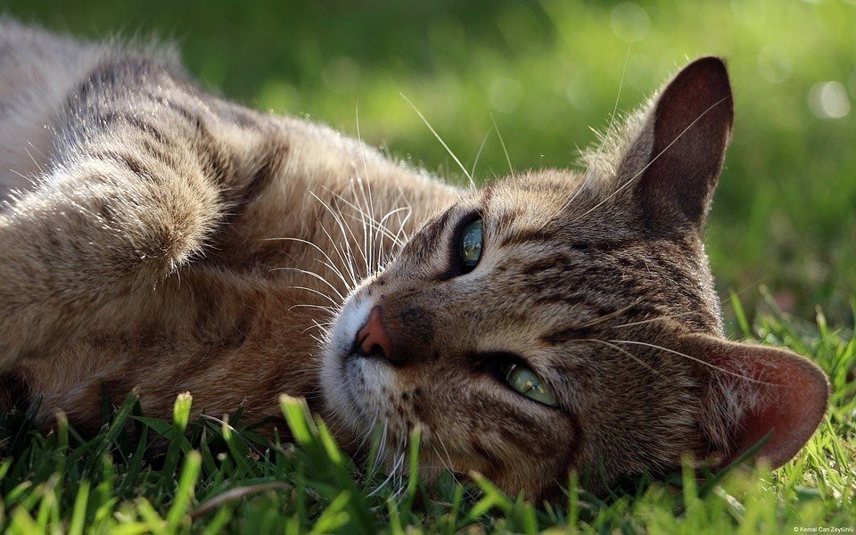 Артропатия у кошек лечится ли: артрит у кота симптомы лечение