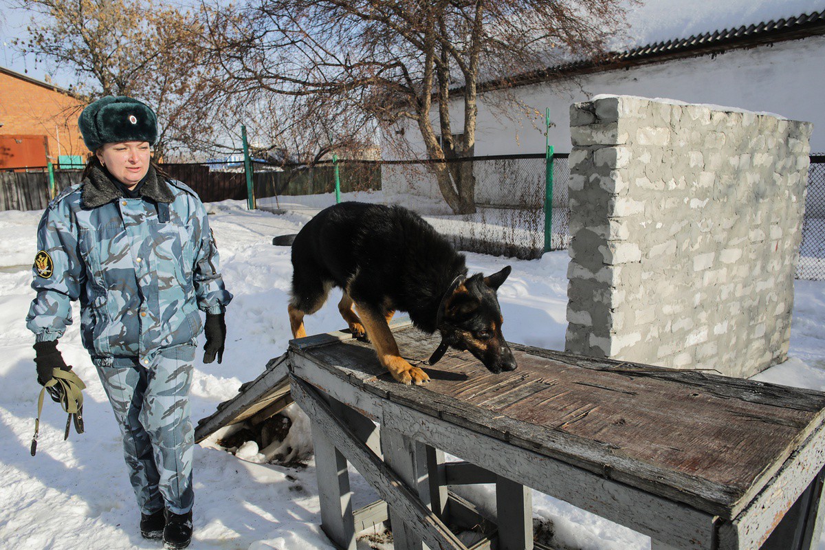 Не слабый пол: девушка-кинолог УФСИН рассказала о своей работе | 05.03.2022  | Тюмень - БезФормата