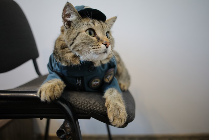 Тюменский пожарный кот Семен попал на федеральный канал