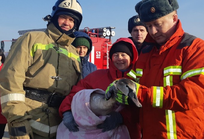 Сотрудники МЧС Тюменской области спасли травмированного лебедя