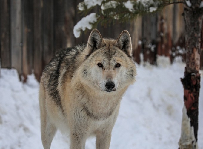 Бешеный волк напал на трех жителей Тюменской области