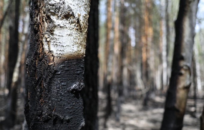 В Вагайском районе отменили режим ЧС в лесах
