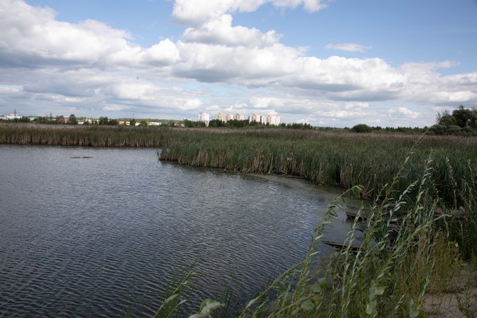 В Сургуте на водохранилище ГРЭС обнаружили американских канальных сомов