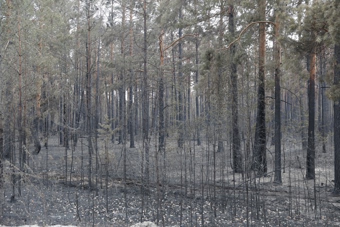 На территории Тюменской области действует четыре лесных пожара
