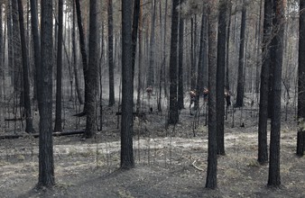 Новость Тюмени: В Уватском районе локализовали лесной пожар