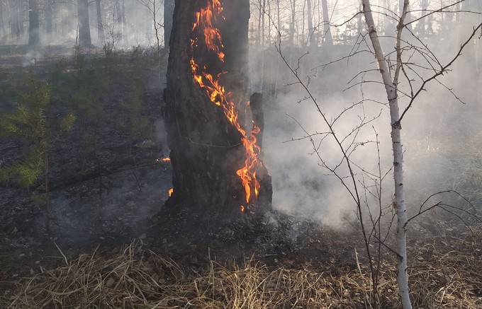 Площадь лесных пожаров существенно увеличилась в Тюменской области