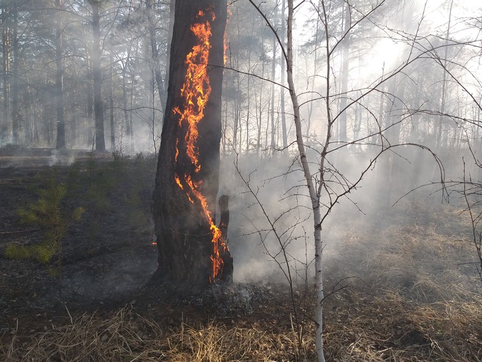 В Тюменской области продолжает действовать четыре лесных пожара