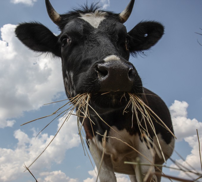 Тюменские животноводы добились снижения заболеваемости крупного рогатого скота в регионе
