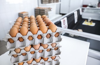 Новость Тюмени: В июле тюменцы увидят на прилавках магазинов яйца с Боровской птицефабрики