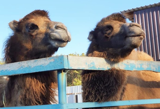 Тюменский зоопарк пополнился новыми обитателями
