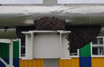 Новость Тюмени: В Тюмени на территории мусоросортировочного завода обосновался огромный рой пчел