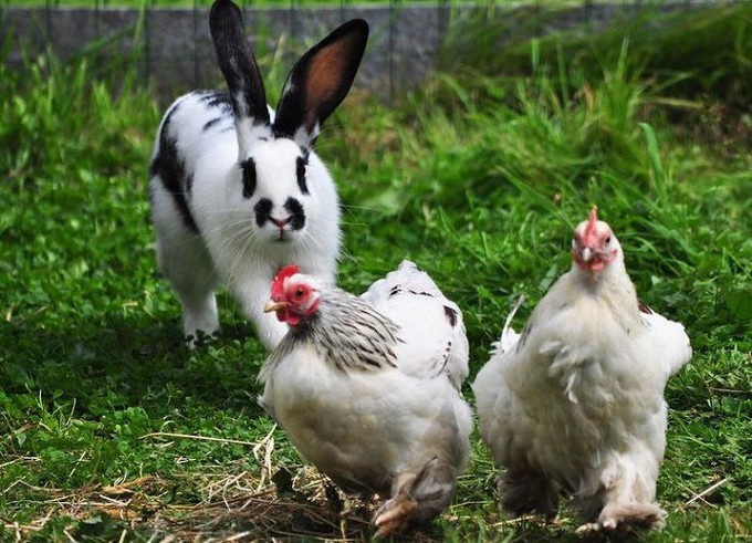Курицы и кролики прославили тюменских аграриев