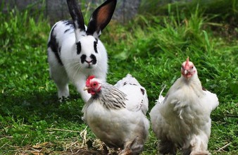 Новость Тюмени: Курицы и кролики прославили тюменских аграриев