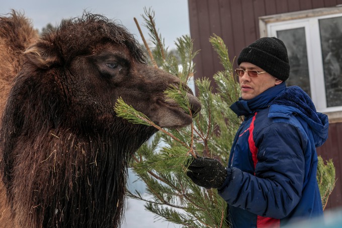 Новогодними елками тюменцев подкрепились животные из зоопарка