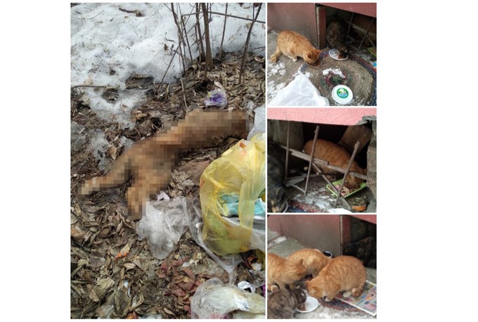 В центре Тюмени отравили подвальных кошек и котят