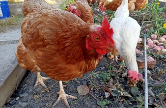 Новость Тюмени: Карантин по гриппу птиц дошел до Упоровского района